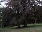 Arboretum Sola gratia, Bystřice pod Hostýnem