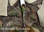 Studánka Ohloběnka
